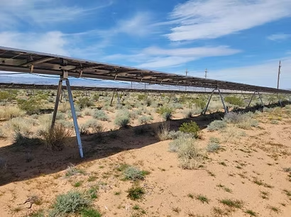 Un descubrimiento sorprendente: una planta rara se multiplica tras instalar paneles solares